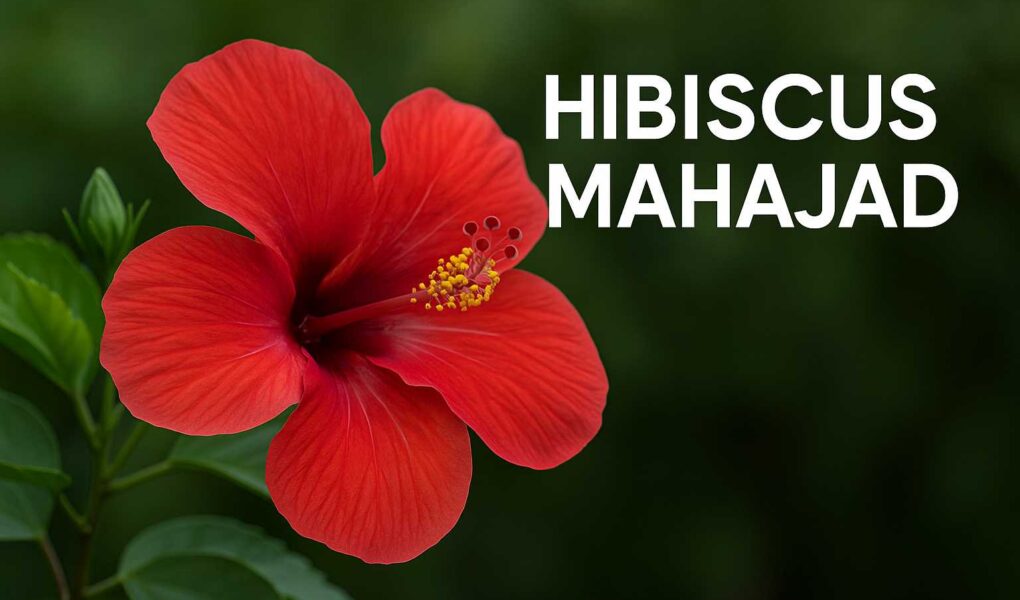 Hibiscus Mahajad