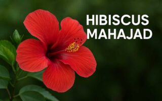 Hibiscus Mahajad