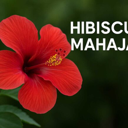 Hibiscus Mahajad