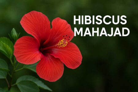 Hibiscus Mahajad